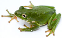Frog - Anura RL and IGH